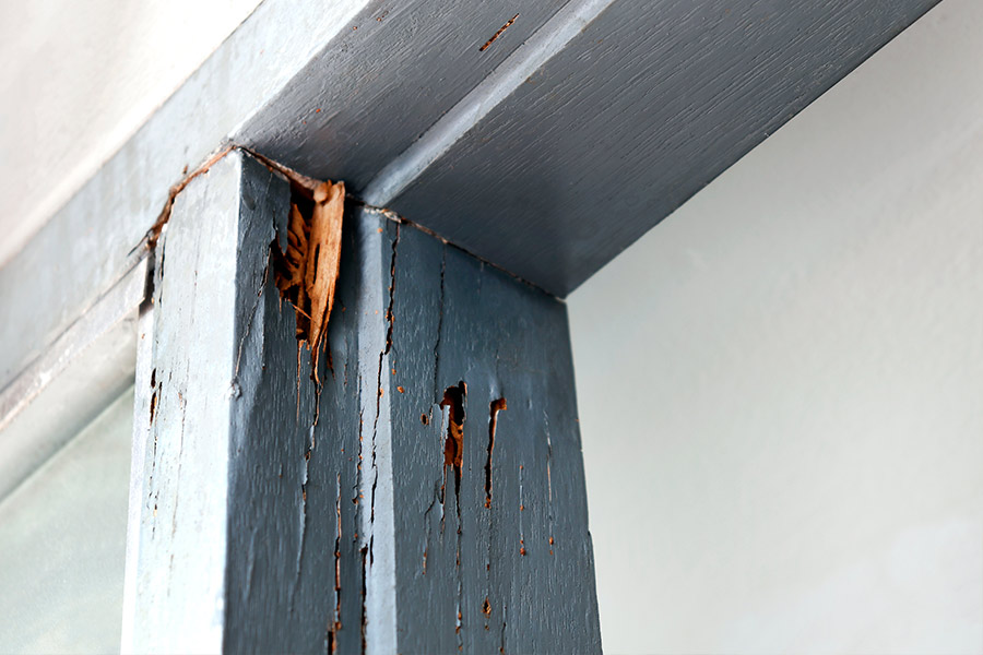 termite-damage-on-blue-door-frame-panama-city-fl